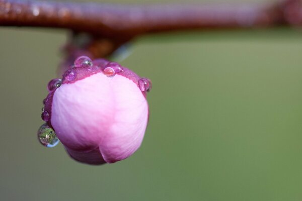 Disparo macro de capullo de flor con gotas de agua