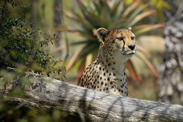 Wild cat watching prey