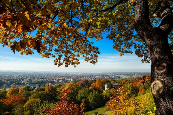 Herbstbäume vor dem Hintergrund von Dresden in Deutschland