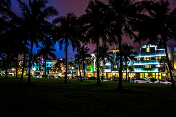 Night and palm trees against the background of bright lighting of Miami buildings