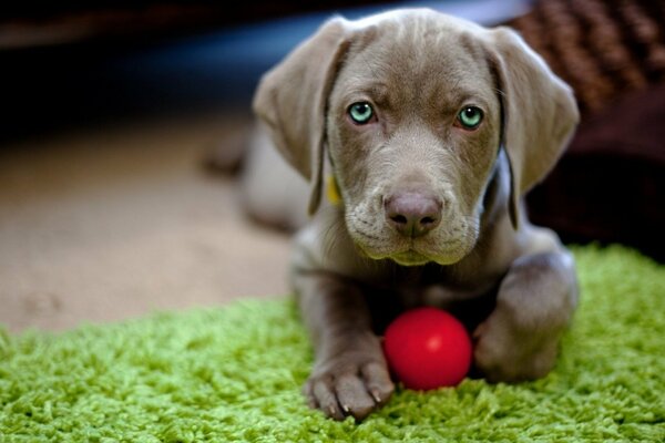 Chien mignon avec une épée rouge sur un tapis vert