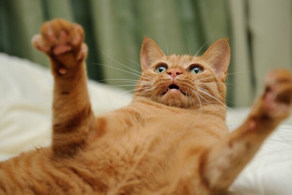 Chat roux avec des yeux verts se trouve et joue