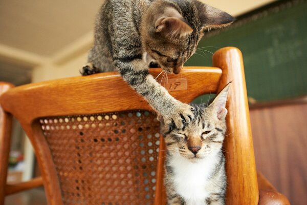 Deux chats jouent sur une chaise