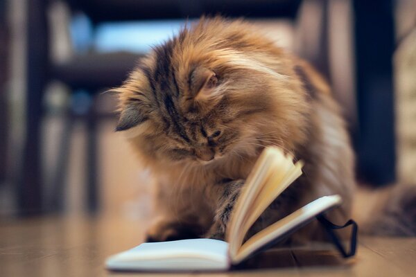 Gatto peloso che legge un libro