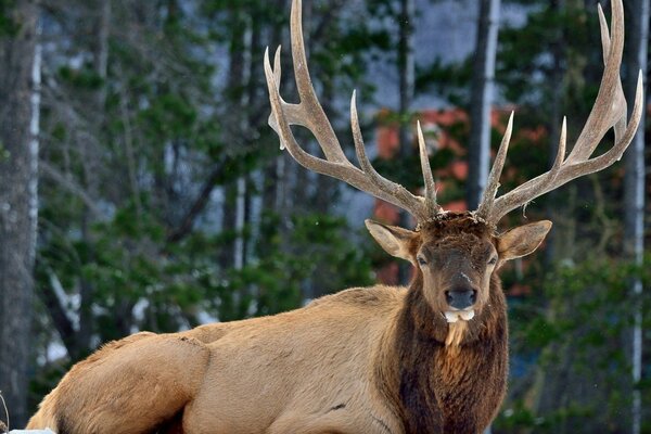 Deer in nature, beautiful photo of a deer with incredible horns