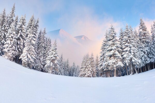 Mountain view through winter fir trees