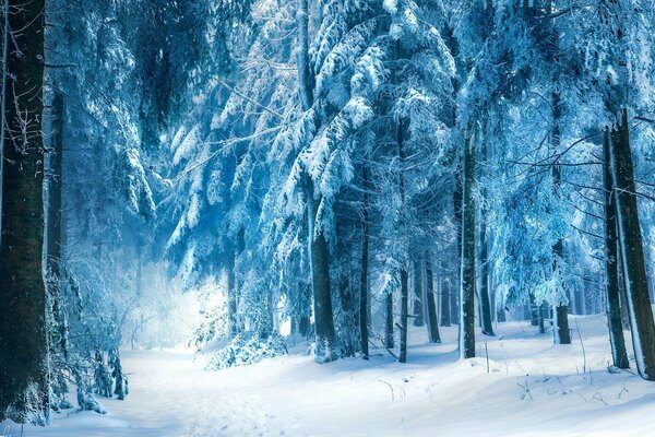 Forêt d hiver avec une route avec des traces