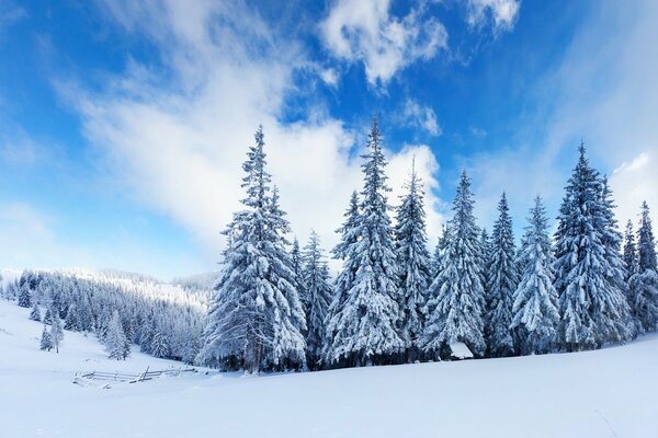 Invierno. Bosque. Abetos. Nubes