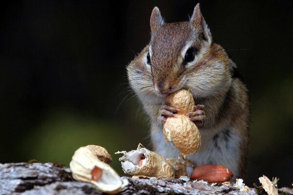 The chipmunk is stocking up on nuts in his cheeks