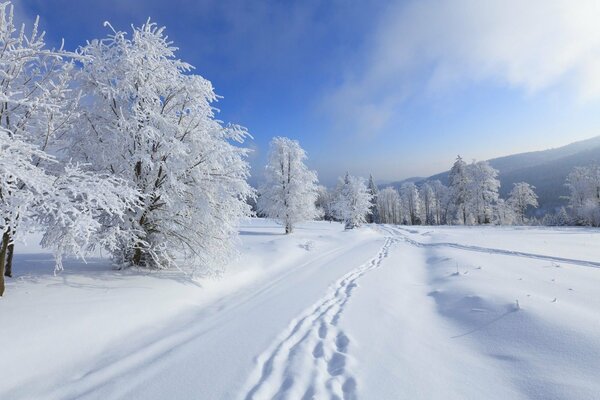 Der Weg in die Berge durch schneebedeckte Bäume