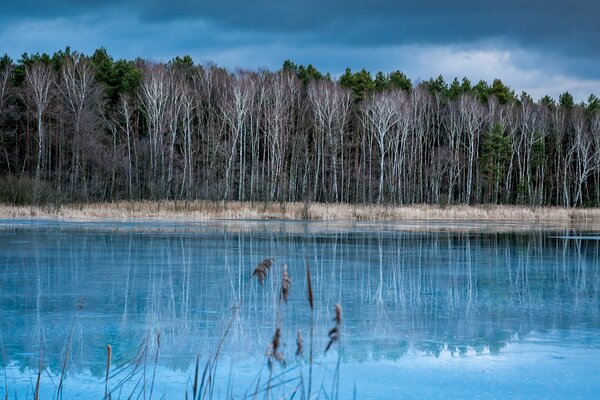 Lago junto al bosque en la estación fría