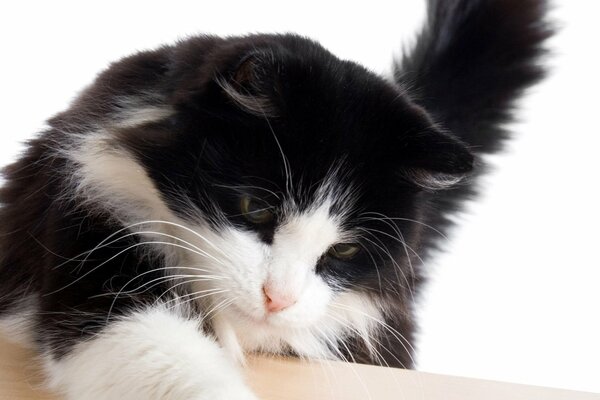 Fluffy black and white cat put his paw on the table