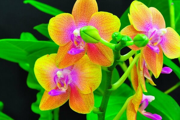 Les orchidées lumineuses plaisent aux yeux