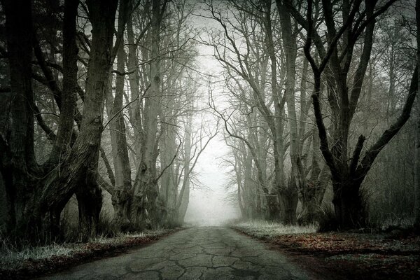 Vecchia strada attraverso la foresta morta