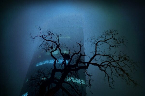 Loneliness in the city, a tree and a building