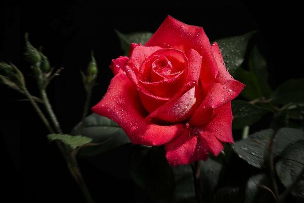 Rosa roja, gotas de rocío en las hojas