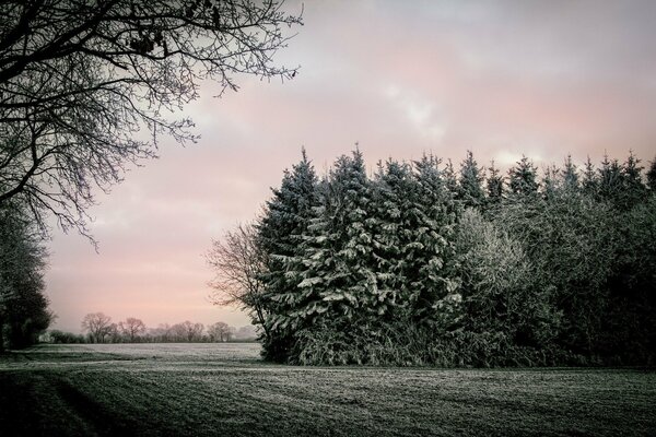 Morgenlandschaft von Feldern und Bäumen im Frost