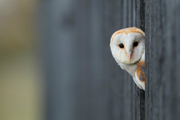 Curieux hibou blanc furtivement hors de la clôture