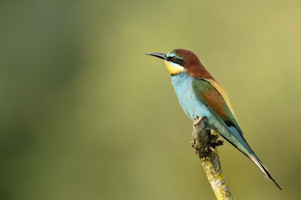 Hermoso pájaro de color dorado, naturaleza