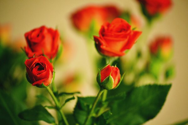 Ein bezaubernder Strauß scharlachroter Rosen