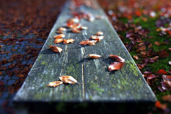 Macro leaves in the dock