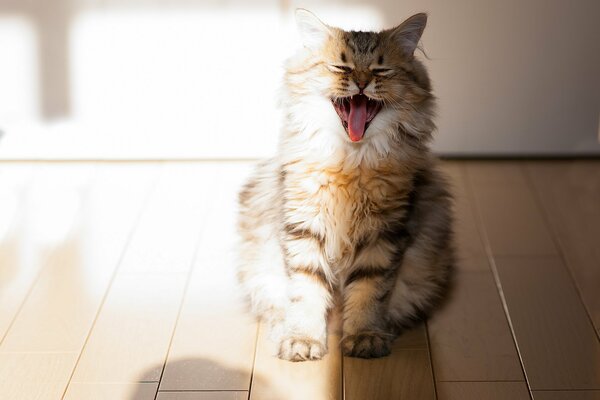 The cat yawned sticking out her tongue