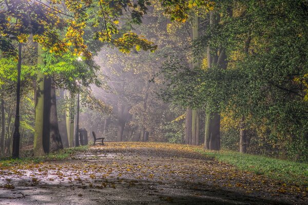 A bench in the autumn park. lots of yellow leaves