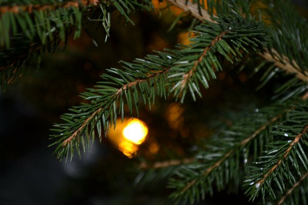 Su un ramoscello di abete palla di Capodanno