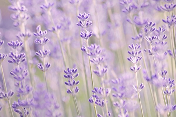 Macro de fleurs de lavande lilas