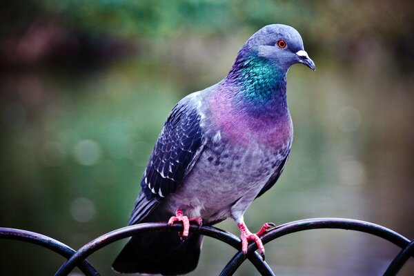 A multicolored pigeon is sitting on the fence