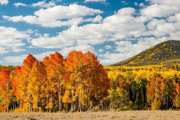 Herbstwald auf blauem Himmel Hintergrund