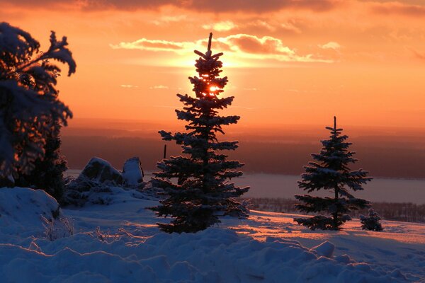 Snow firs at sunset