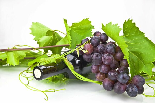 Vigne avec bouteille de vin