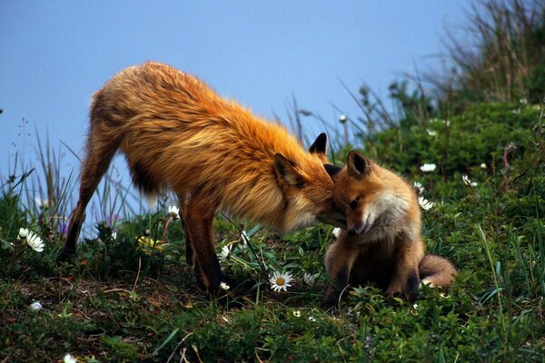 Zorros encantadores, naturaleza increíble