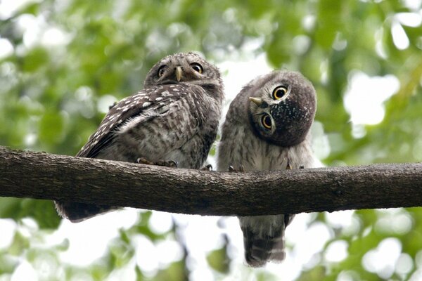 Búhos en la naturaleza, pareja, hermosas aves en una rama