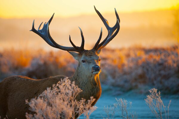 Deer standing in the snow on the background of sunset