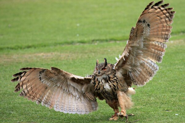 An owl with large paws and wings