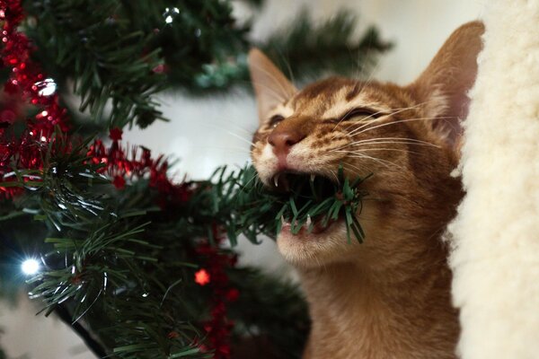 Cat s favorite holiday is New Year and a Christmas tree with a garland