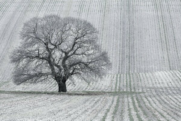 Un árbol en un campo o un paisaje en blanco y negro