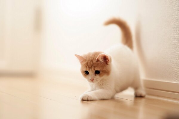 A cat with a light coat plays in the house