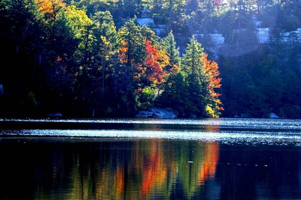 Autumn forest by the lake in the mountains