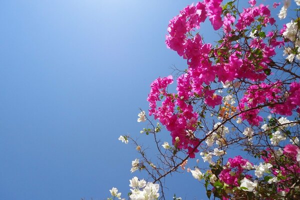 Zweige einer blühenden Kirschblüte auf einem blauen Himmelshintergrund