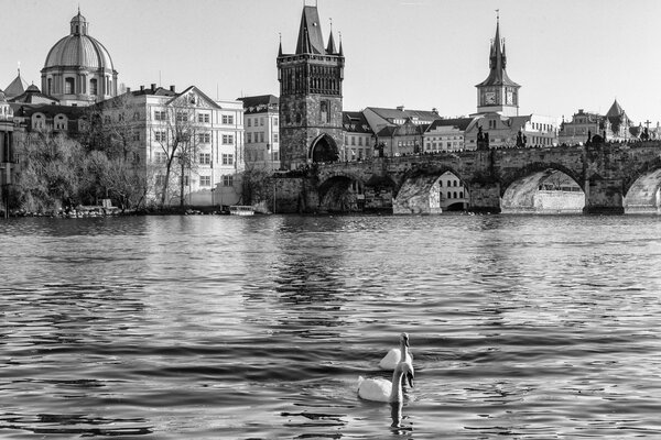 Photo en noir et blanc de deux cygnes sur le fond de Prague