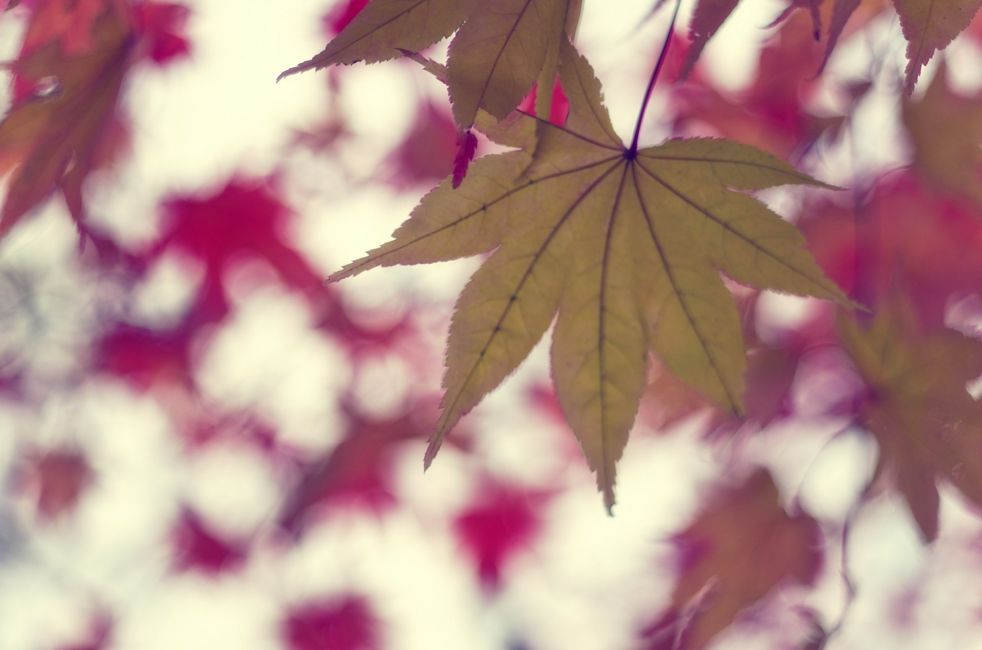 autumn tree sheet maple