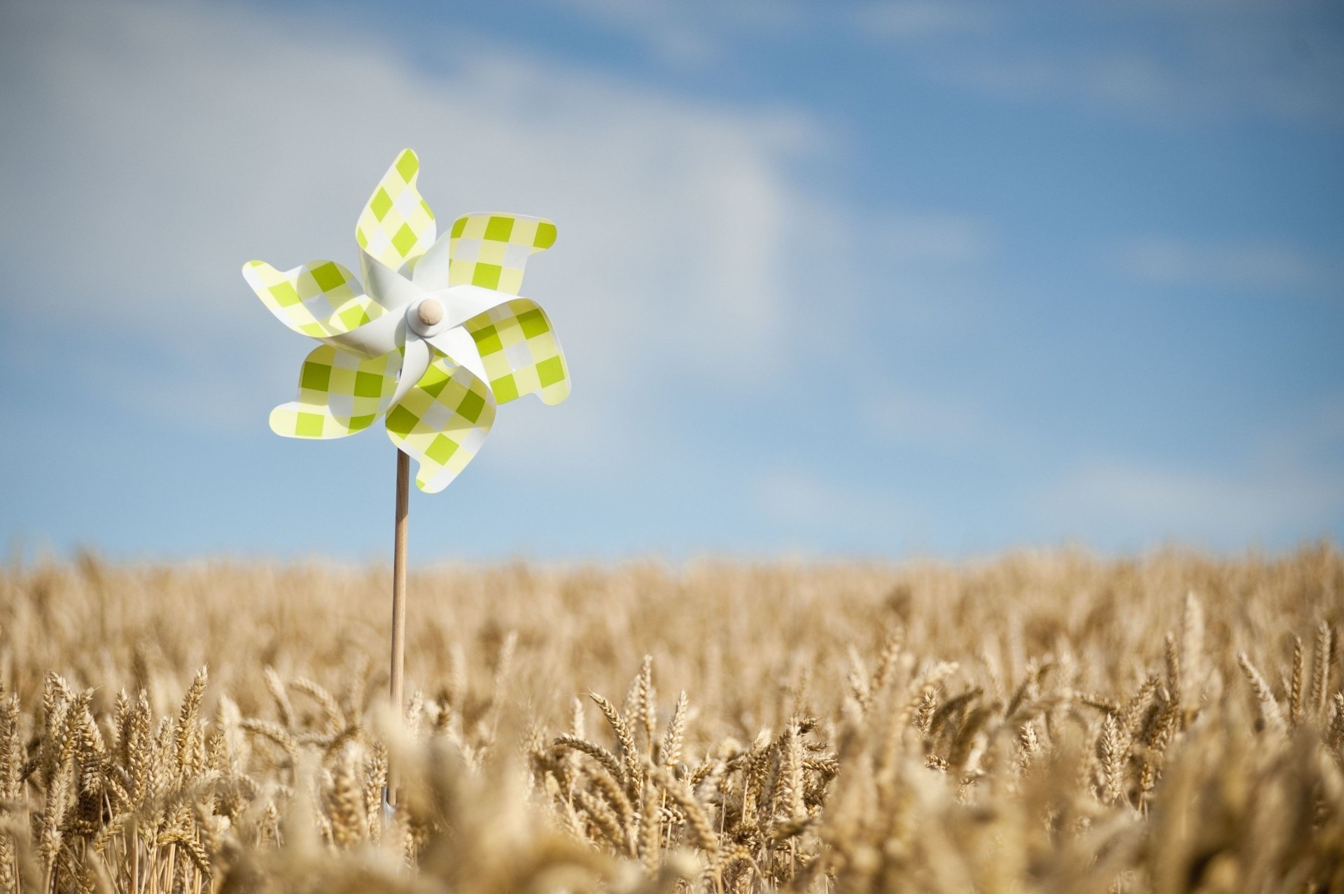 roggen ährchen grün stimmung himmel weizen spinner tapete makro hintergrund ähren feld ährchen