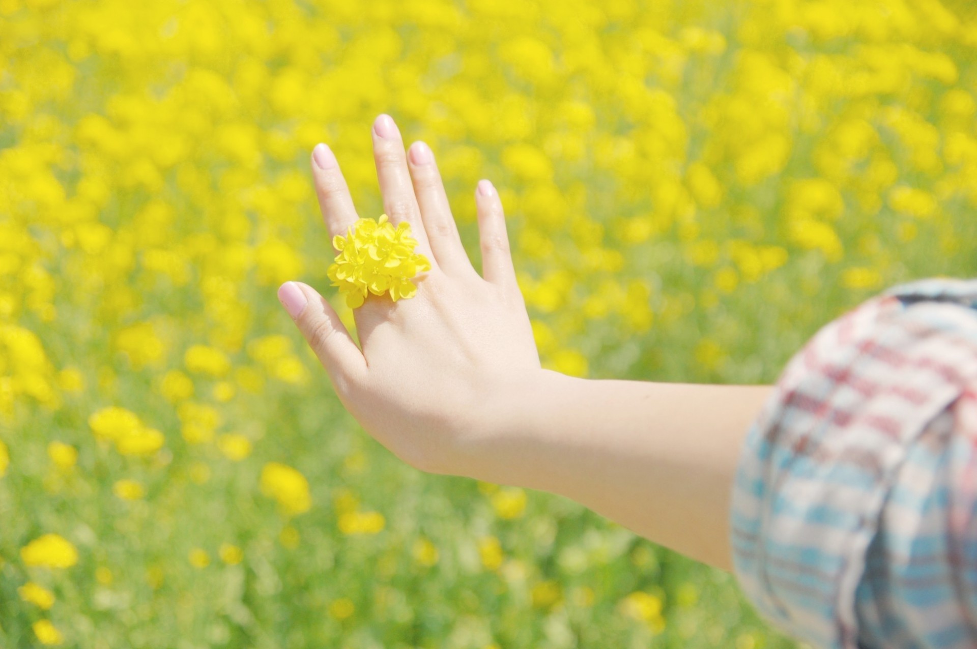 jaune fleur bolide printemps main