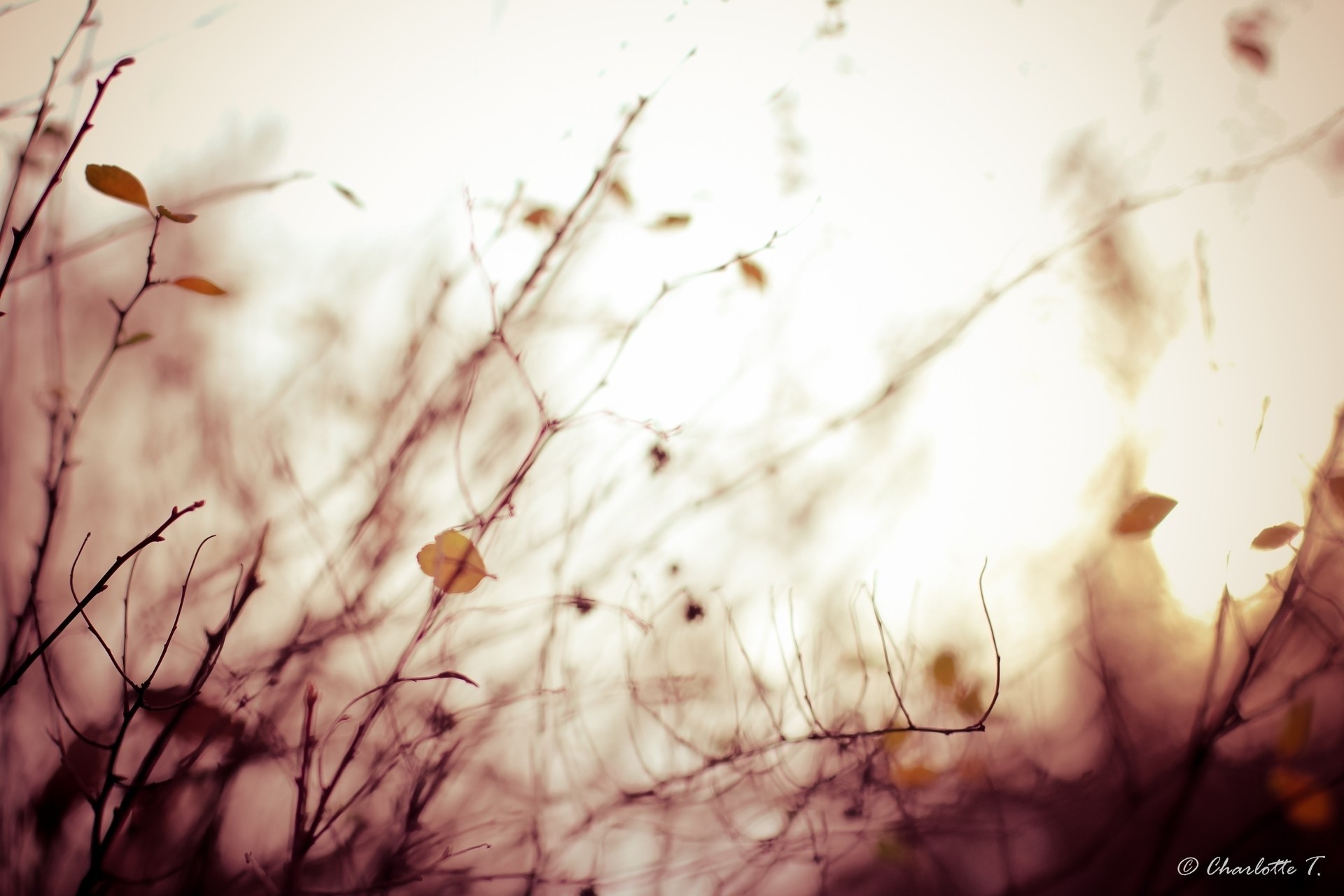 autumn sepia