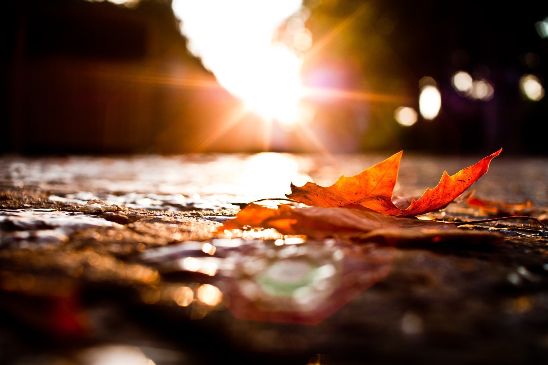 puesta de sol calle hoja otoño