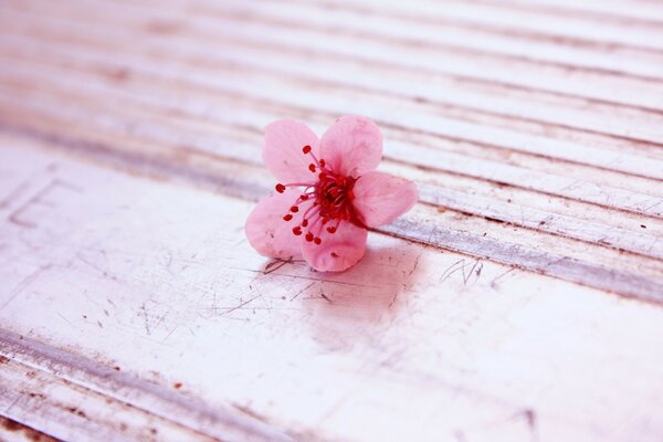 Première fleur rose printanière