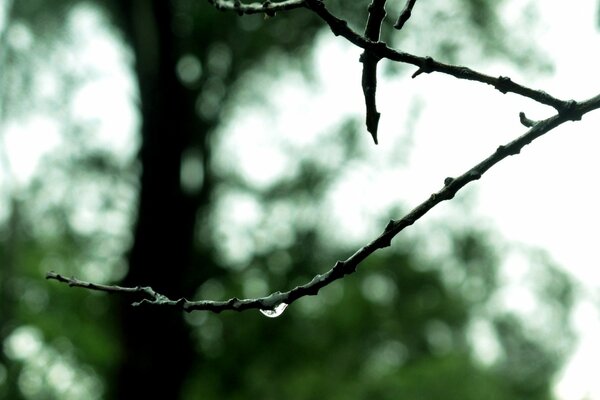 A drop of rain hangs from a tree branch